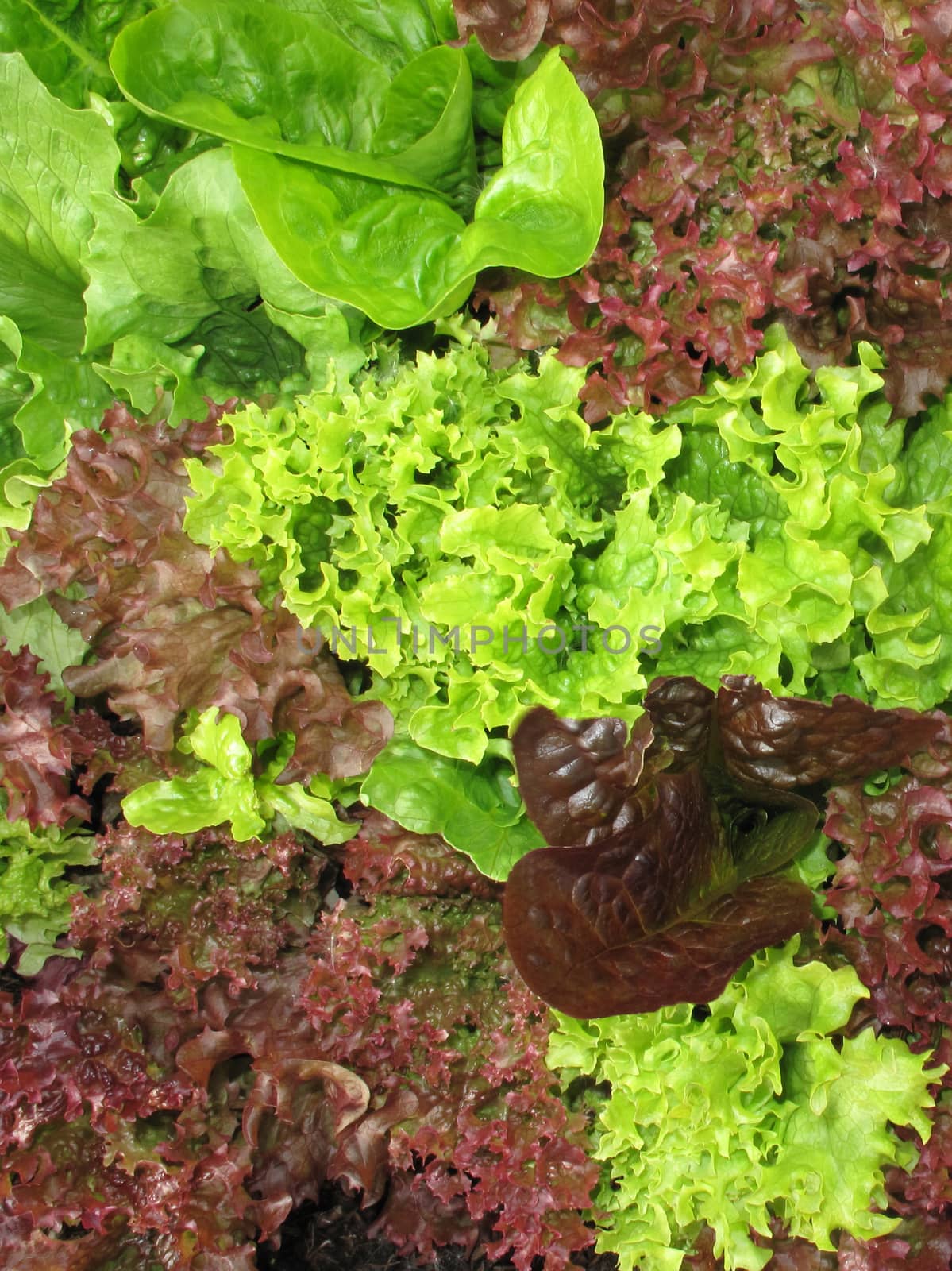 Green and red pick lettuce background for use in salad by ant