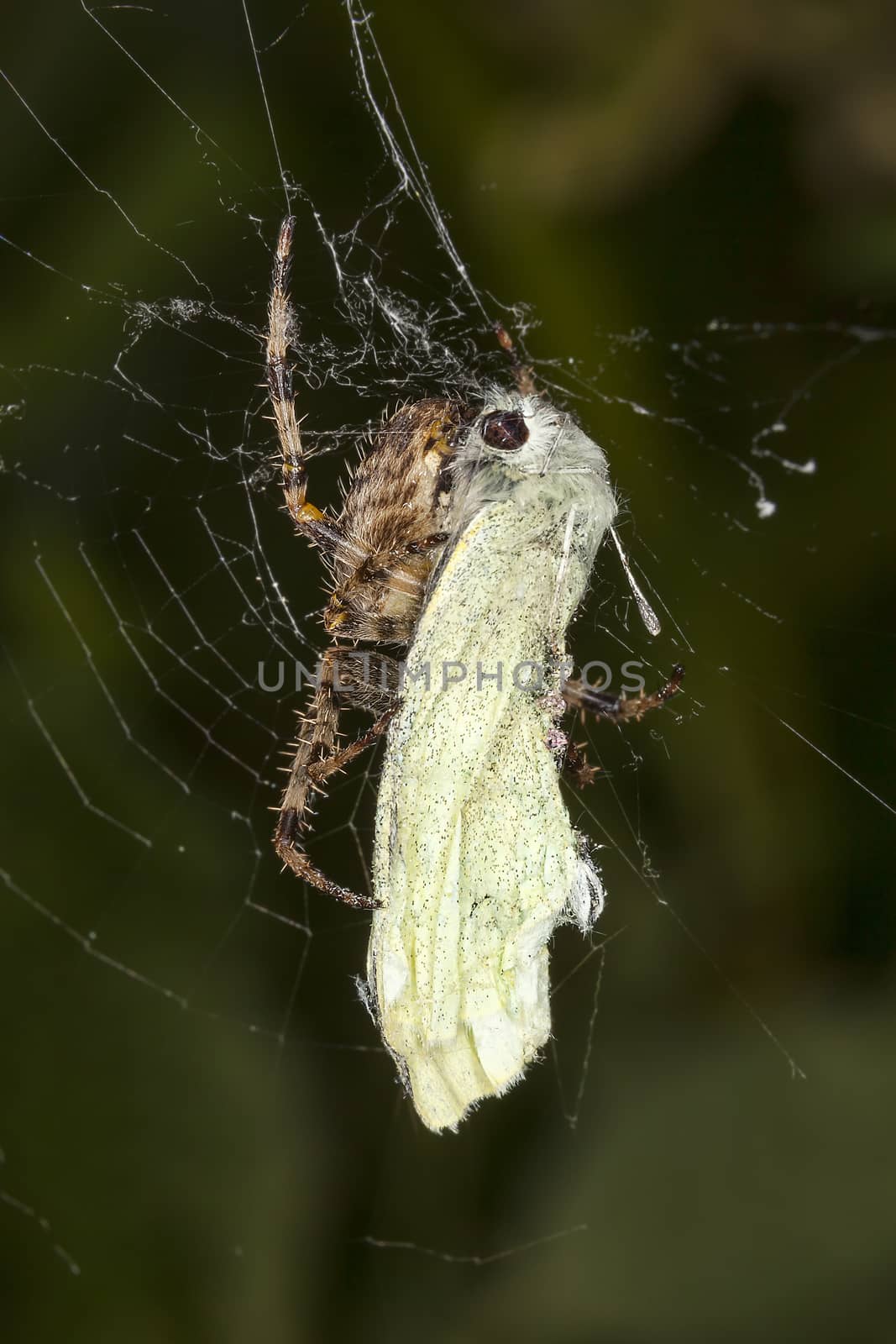 Common Garden Spider with a Cabbage White Butterfly which it has caught in its web for a meal