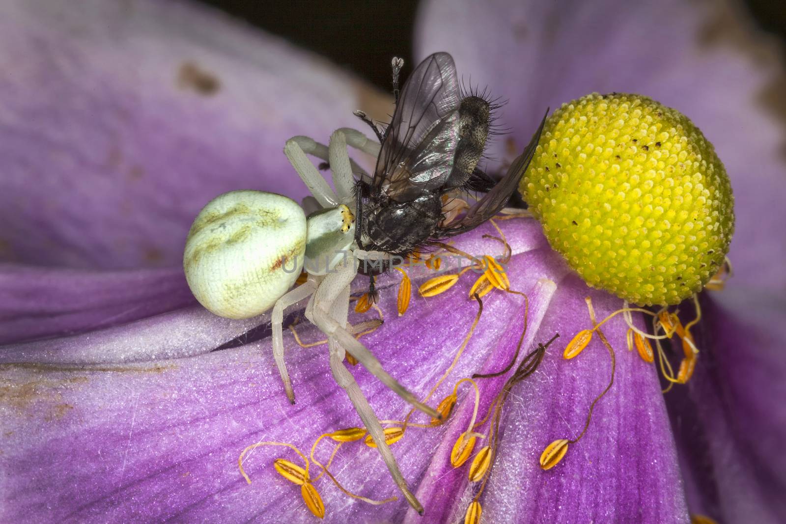 White crab spider with a fly  by ant