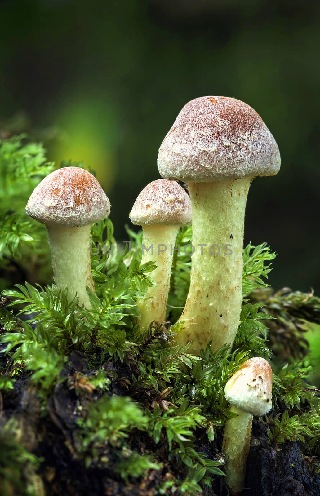 Woodland fungi mushrooms in the autumn fall