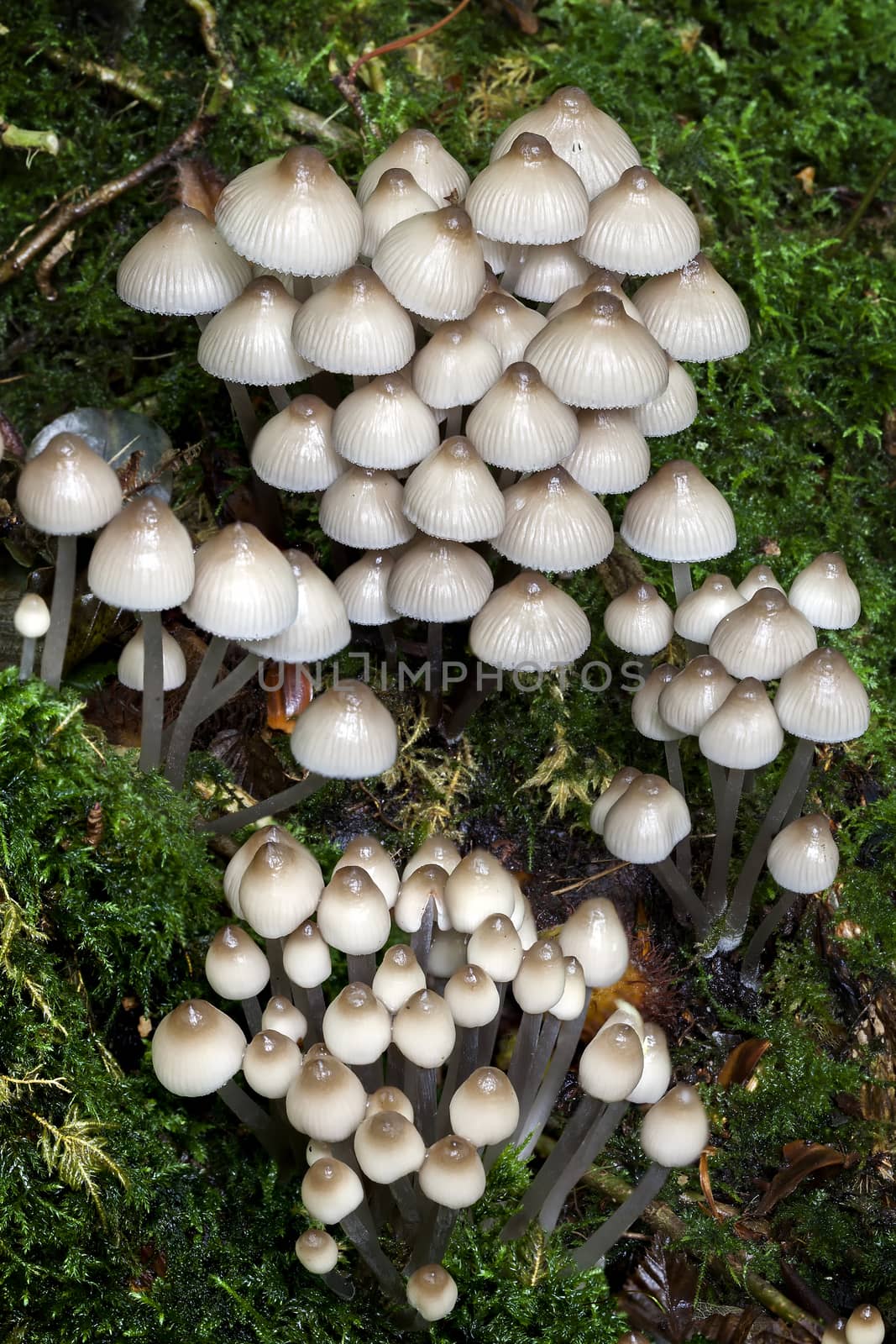 Woodland fungi mushrooms in the autumn by ant