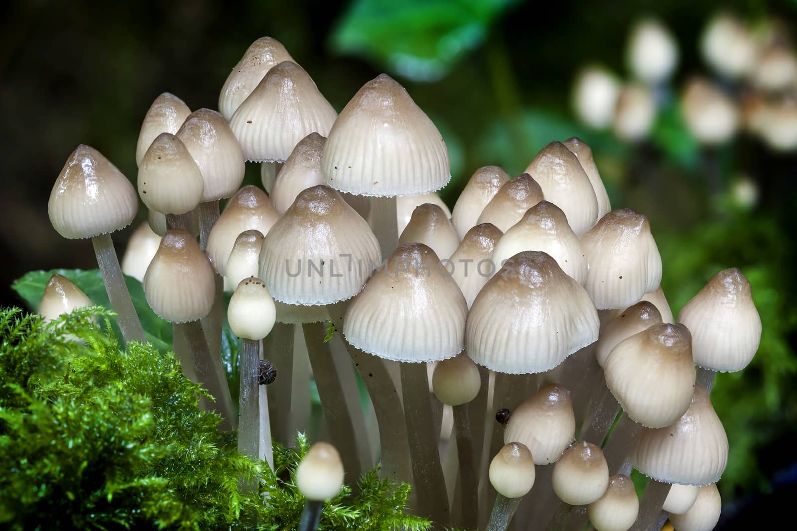 Woodland fungi mushrooms in the autumn  by ant