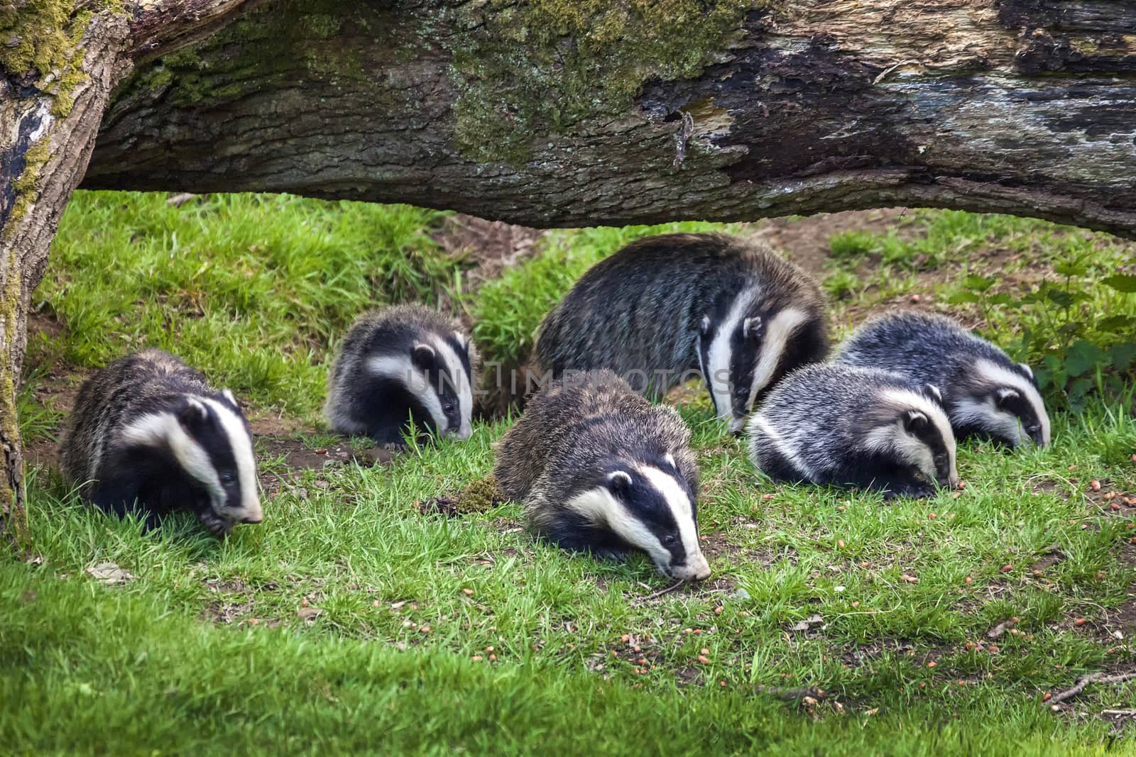 Badger sow and cubs animal family feeding in a woodland forest