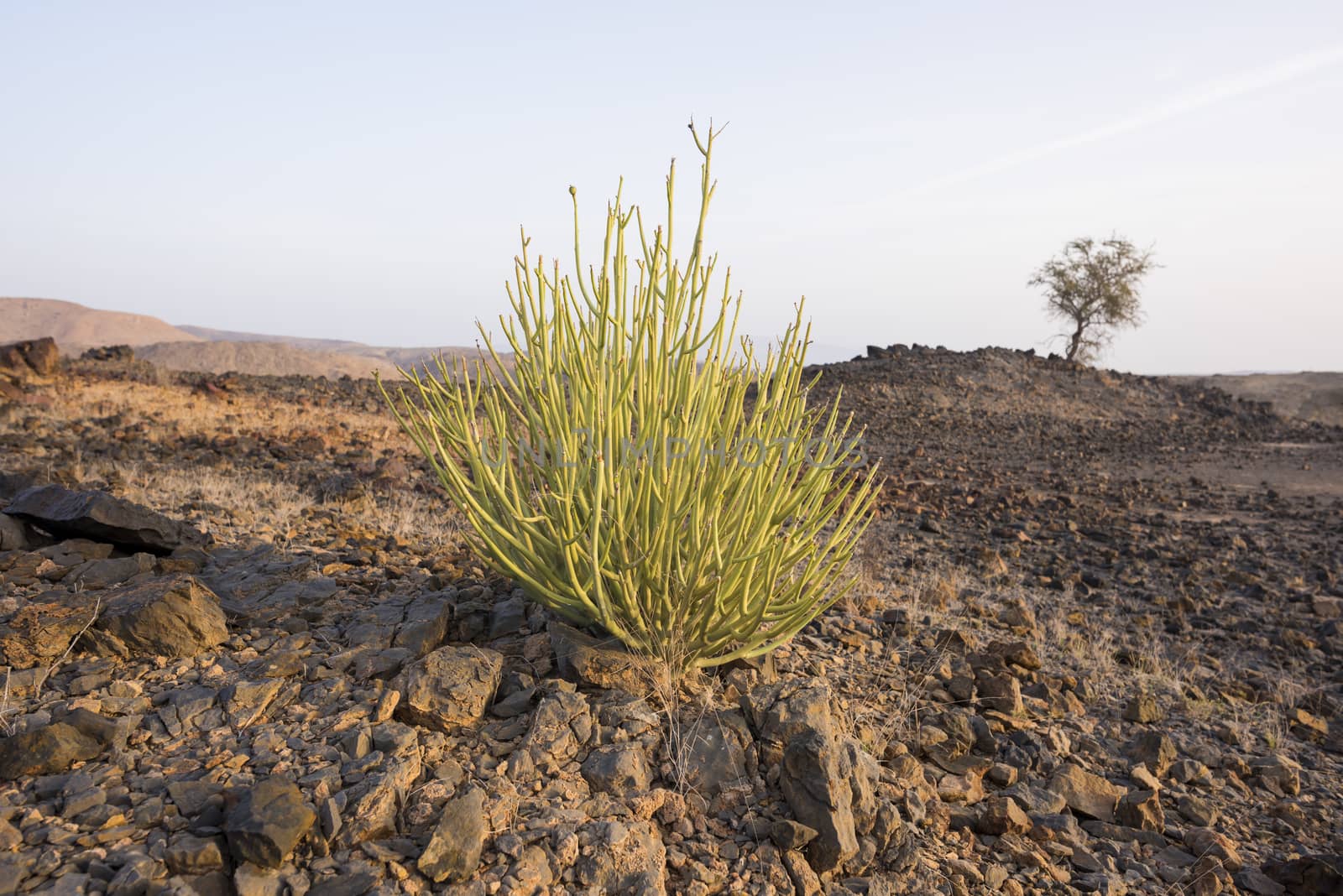 Euphorbia (Euphorbia larica), Sultanate of Oman by GABIS