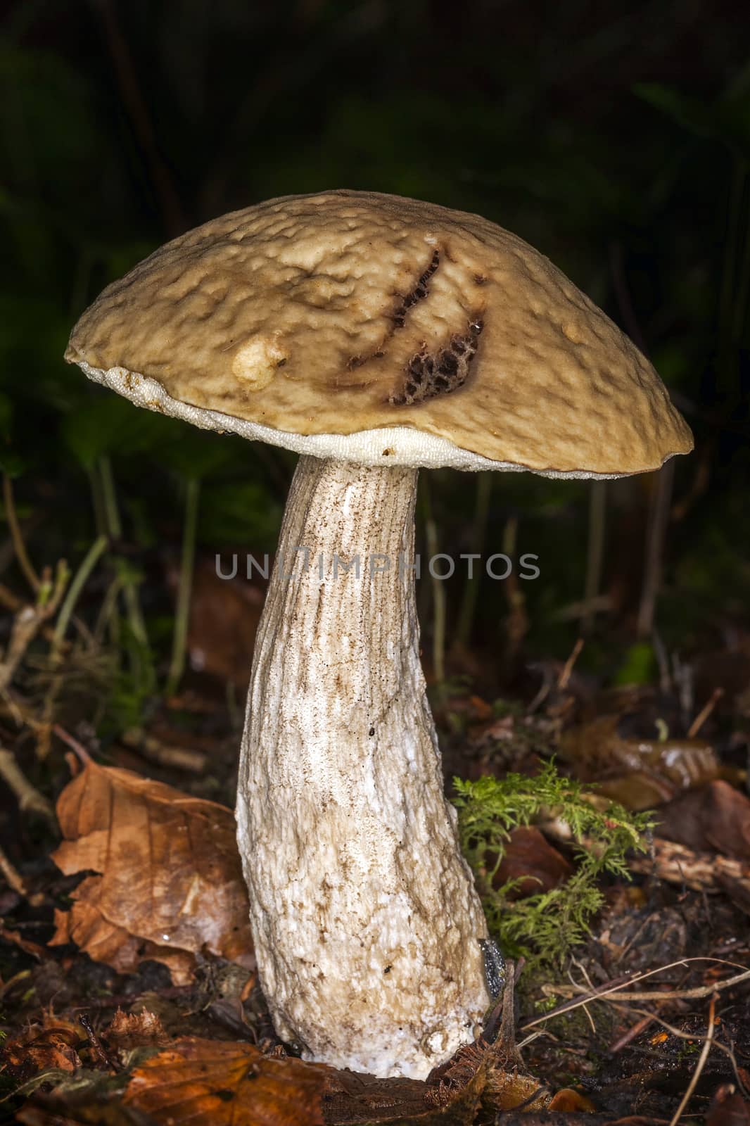 Woodland fungi mushrooms in the autumn  by ant