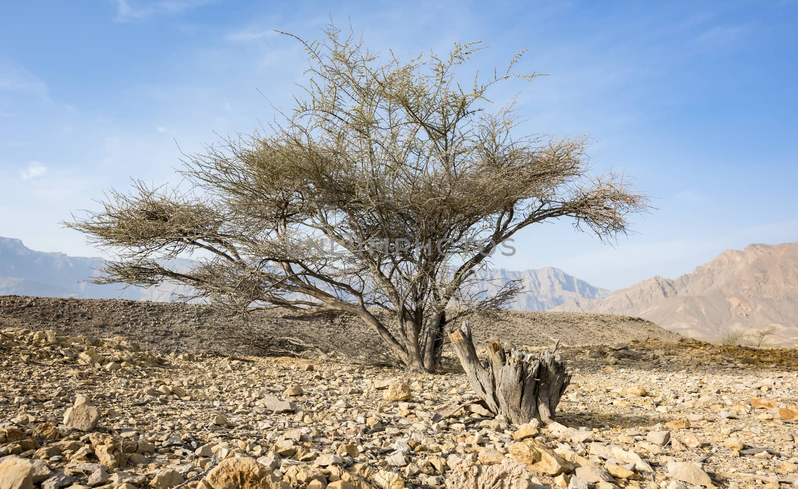 Acacia Tree between rocks in a Wadi near Wadi Dayqah Dam in the Sultanate of Oman.