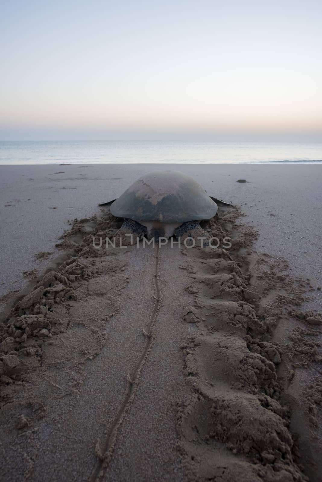 Exhausted Sea turle after nesting in Ras Al Hadd, Oman by GABIS