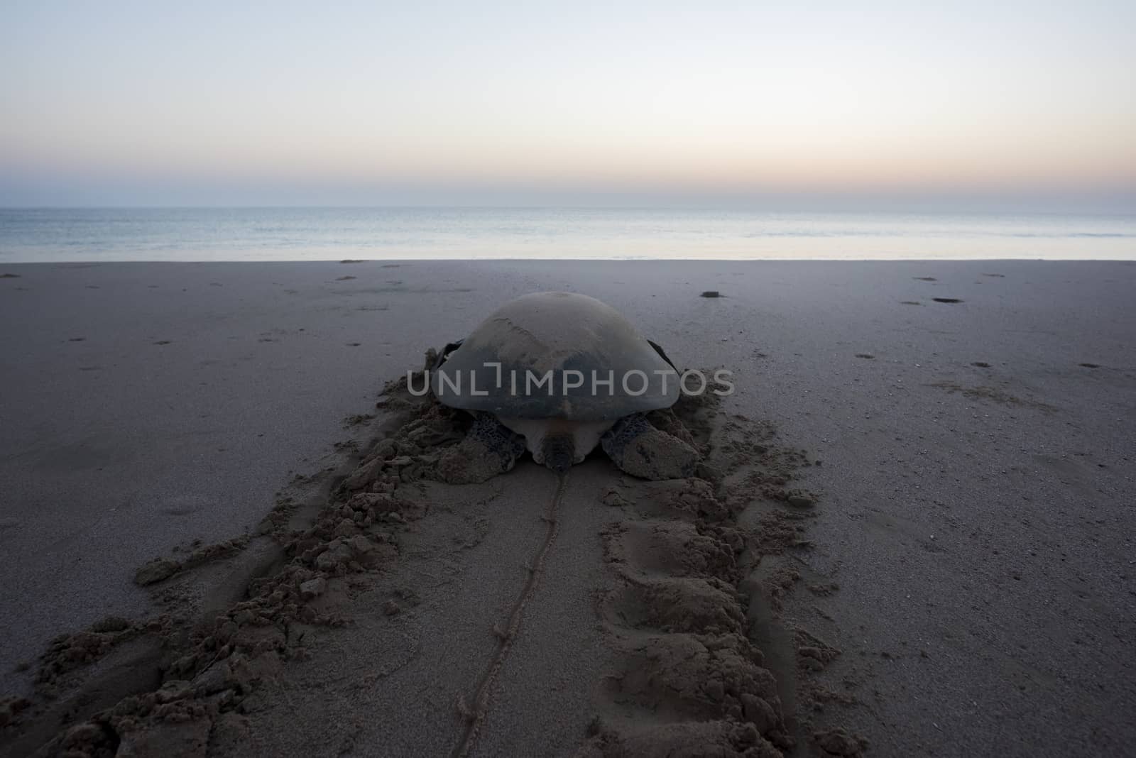 Sea turtle tired after nesting during the night and trying to get back to the ocean before the sun rise. early Morning in Ras Al Hadd, Sultanate of Oman