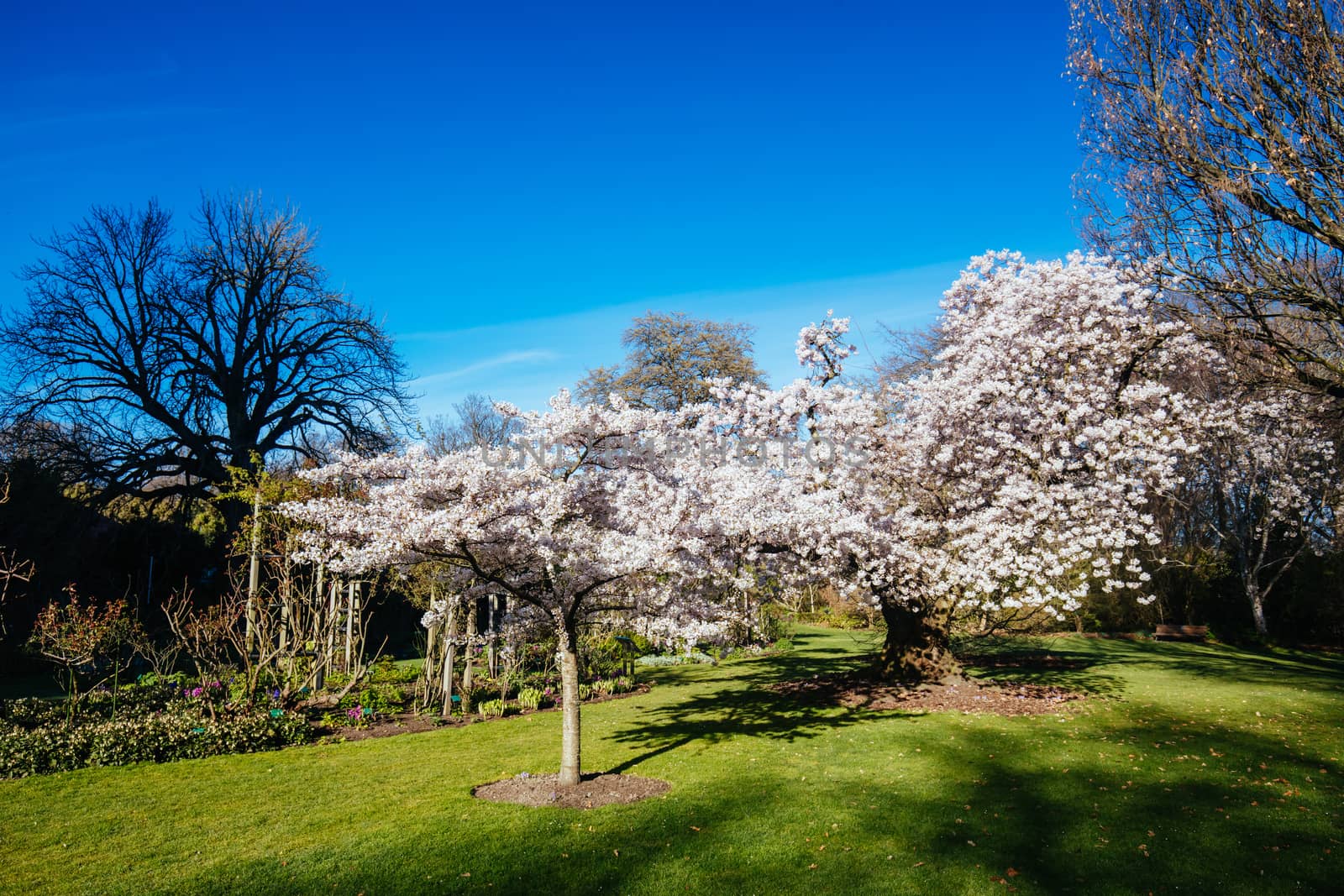 The popular tourst attraction of Christchurch Botanic Gardens on a warm spring day in New Zealand