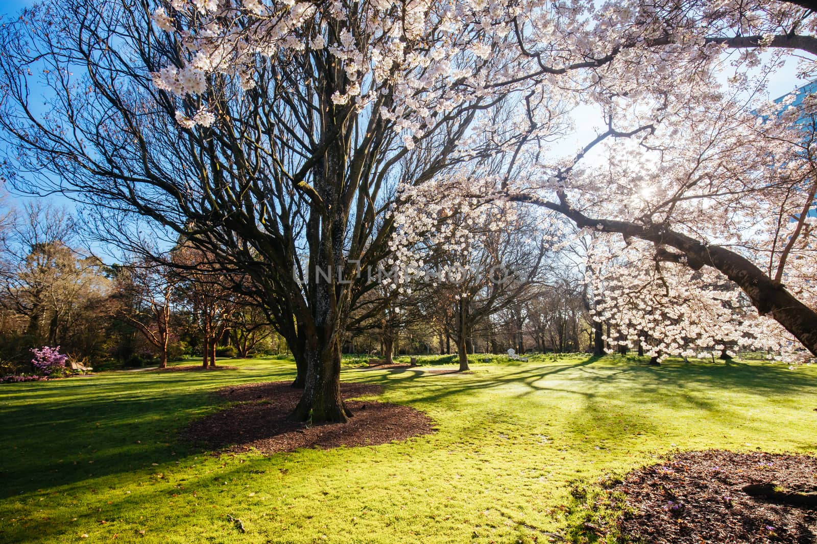 Christchurch Botanic Gardens in New Zealand by FiledIMAGE