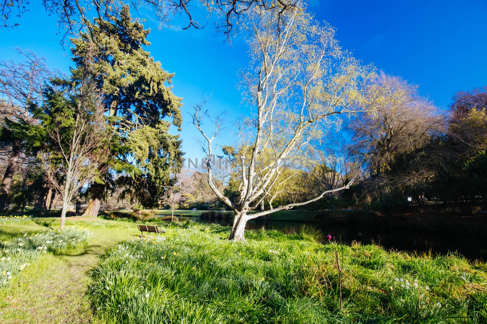 The popular tourst attraction of Christchurch Botanic Gardens on a warm spring day in New Zealand