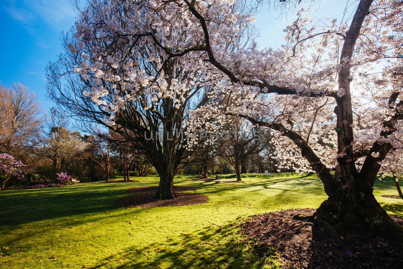 Christchurch Botanic Gardens in New Zealand by FiledIMAGE