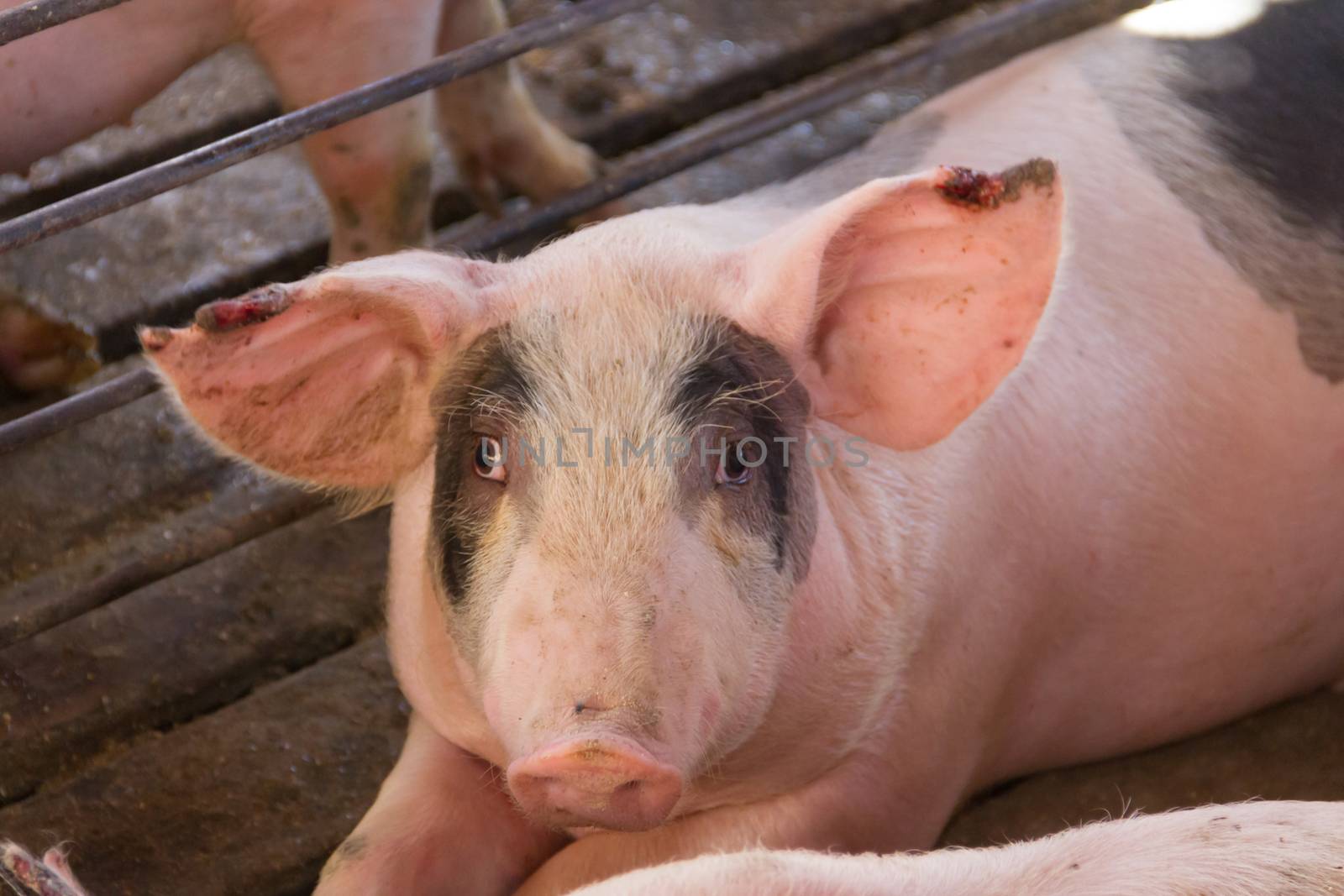 industrial pigs hatchery to consume its meat