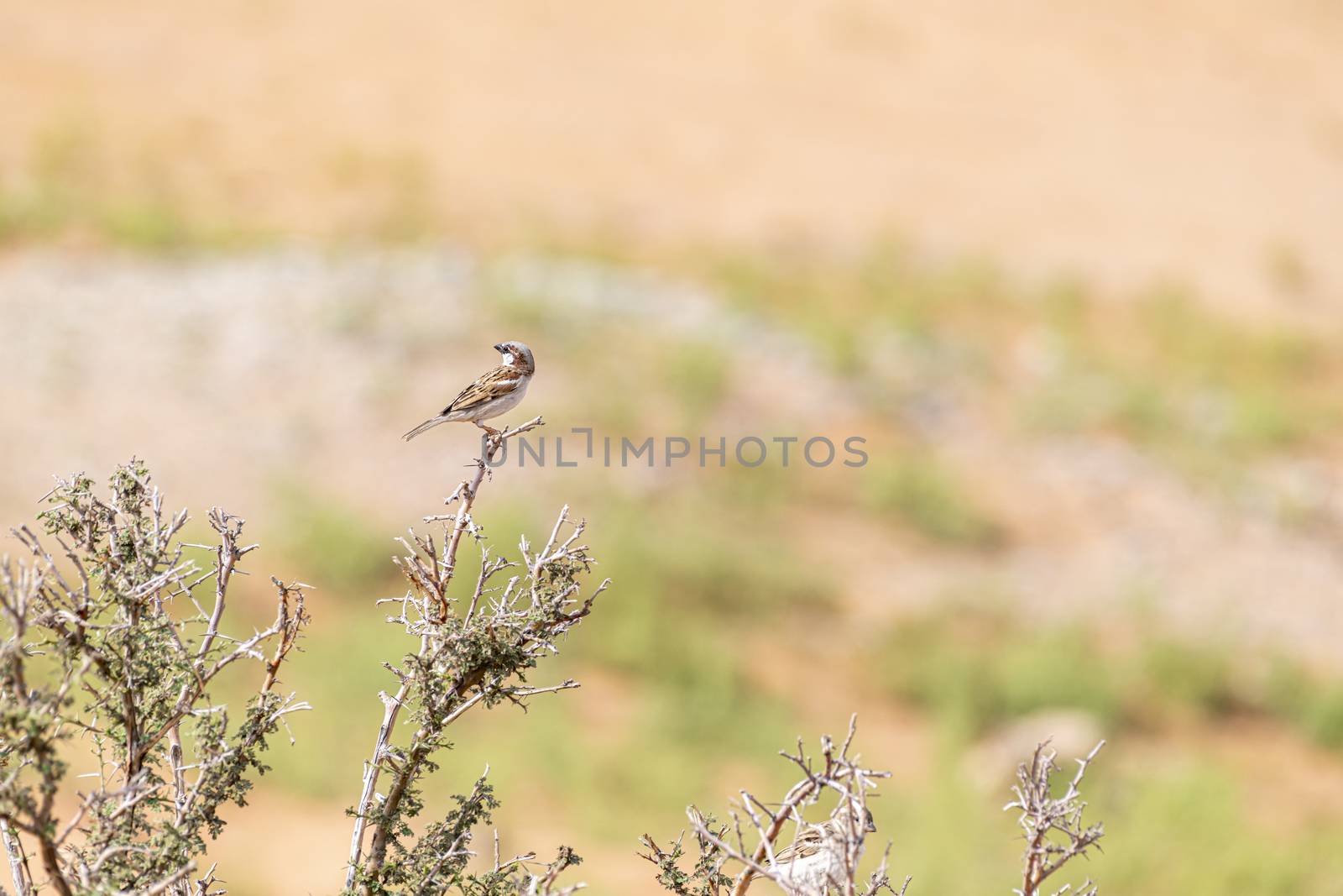 Bird near Al Faya Mountain, Sharjah, UAE by GABIS
