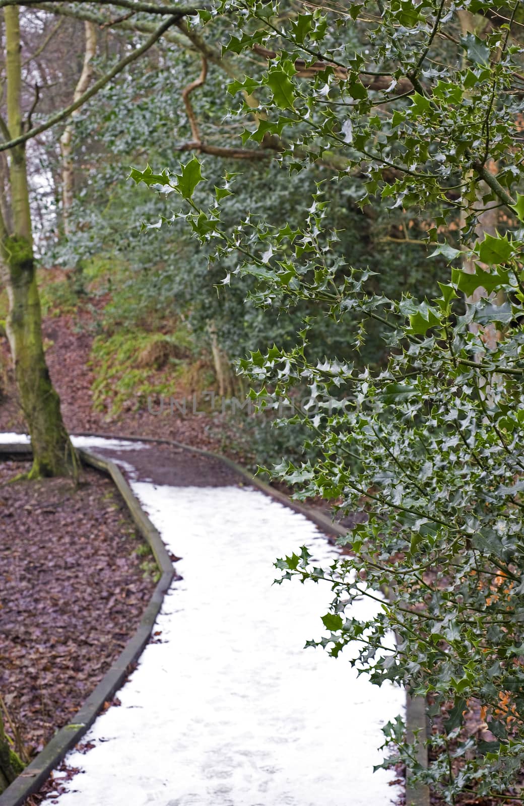 Snow covered walkway through a woodland area