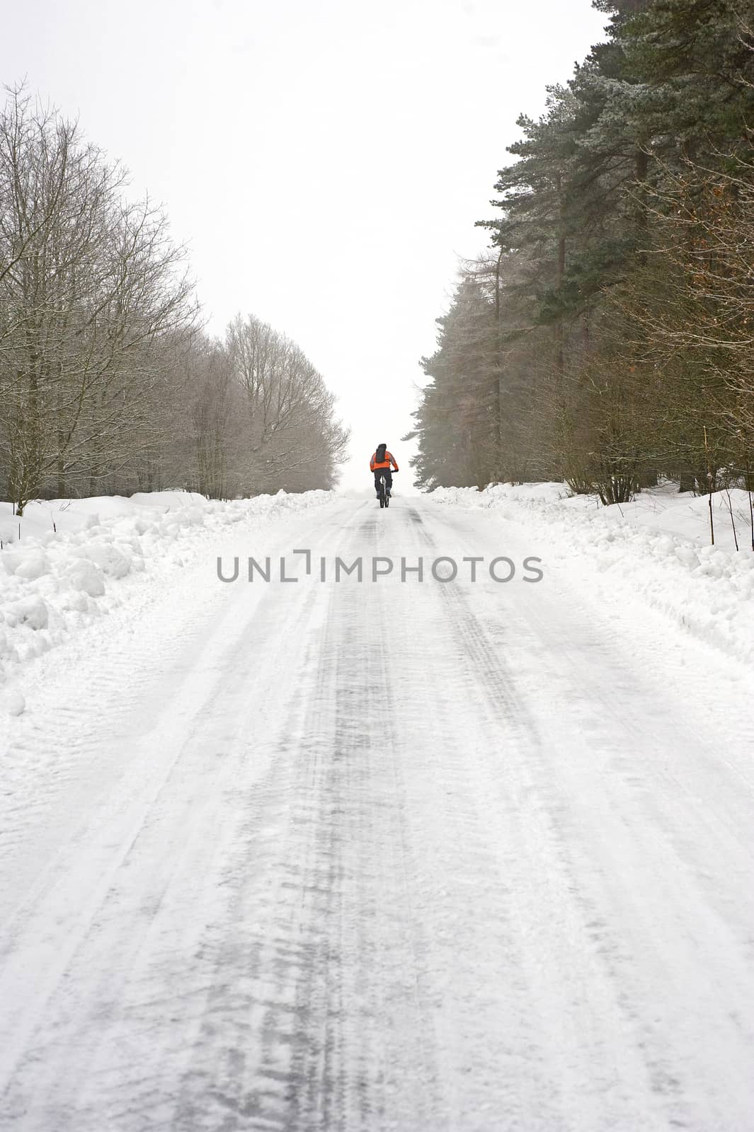 Lone cyclist on a snowy road heading into the distance through trees