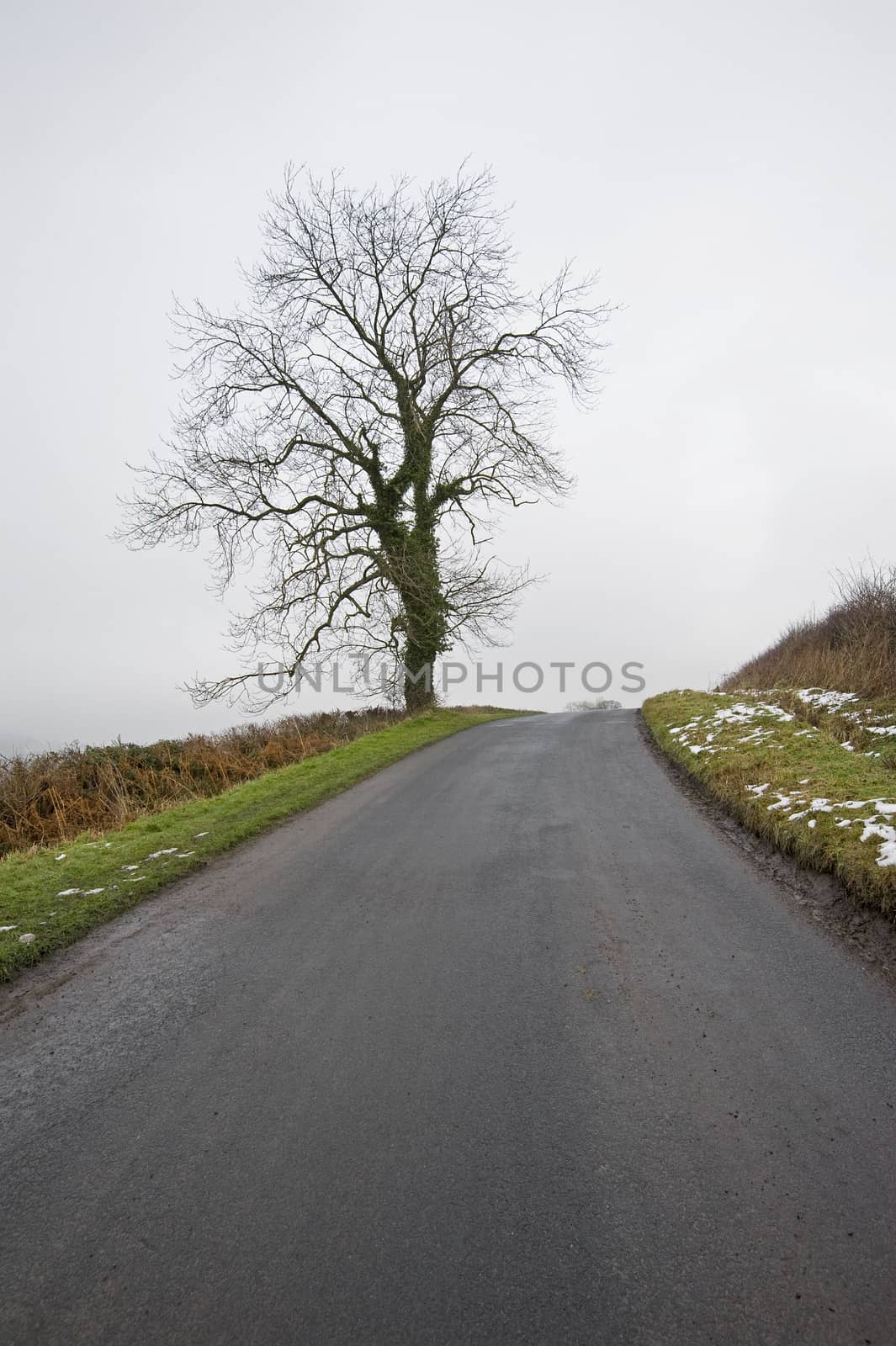 Bare tree by a country lane by paulvinten