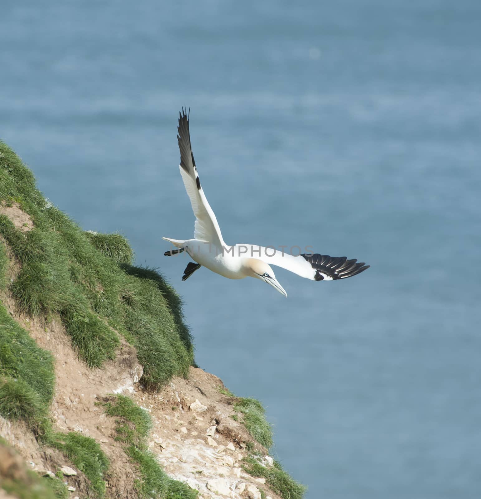 Wild Northern Gannet morus bassanus seabird in flight off english coastline