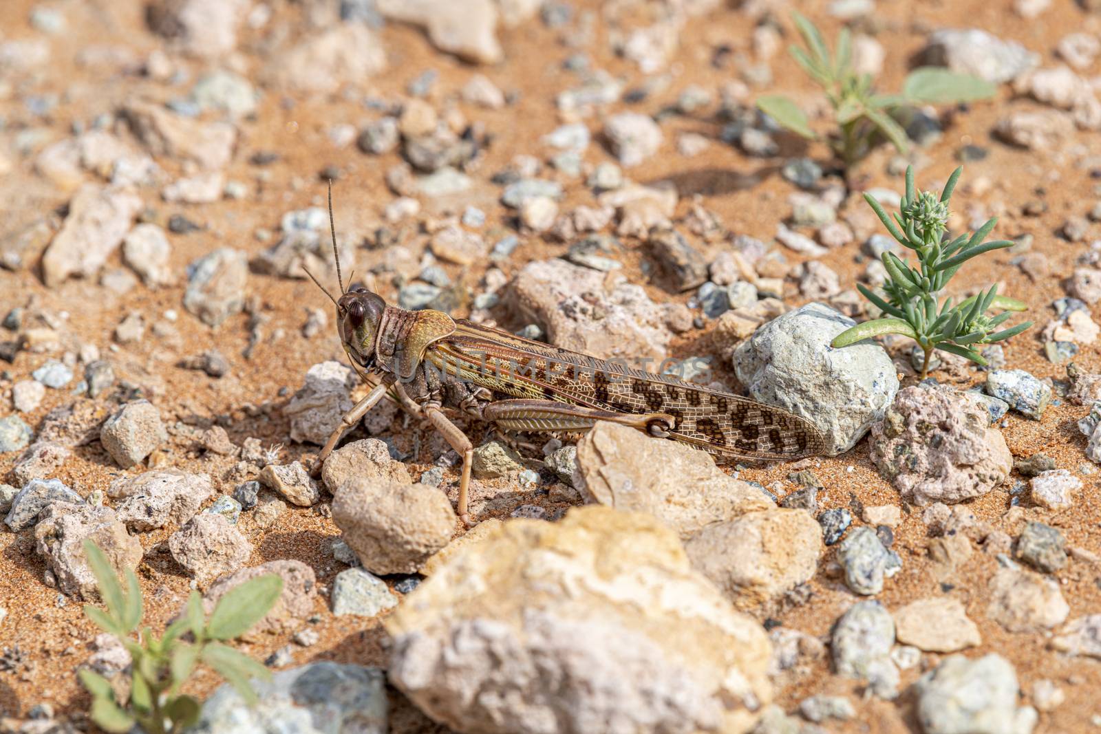 Grasshopper, Sharja Emirates, UAE by GABIS