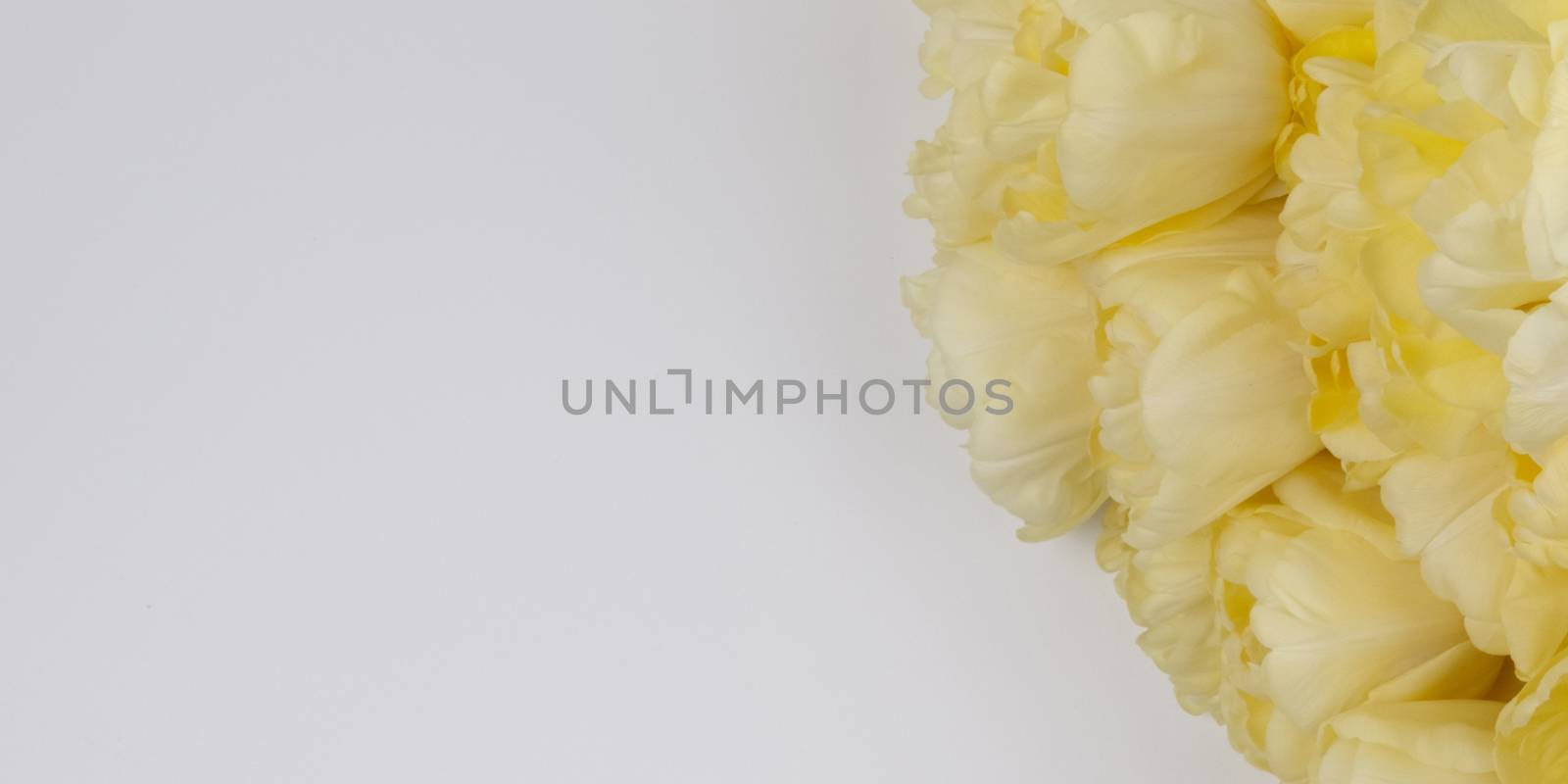 Yellow tulips on a light background, banner