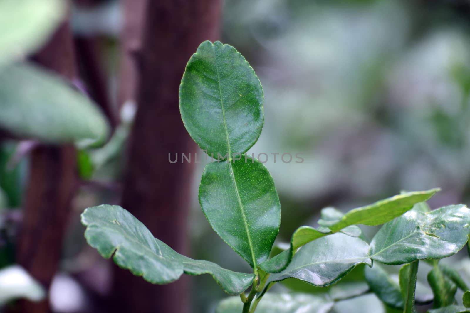 Bergamot leaf, kaffir Lime Leaf