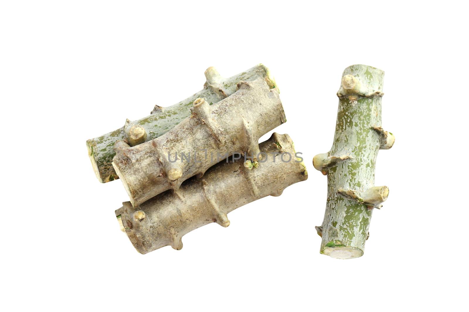 Cassava heap cut, Tapioca tree trunk piece cut, Cassava roots isolated on white background by cgdeaw