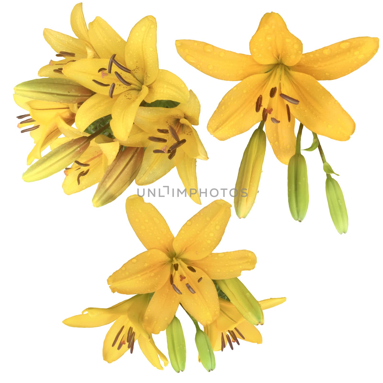 Collection of yellow Lily flowers. by Margolana