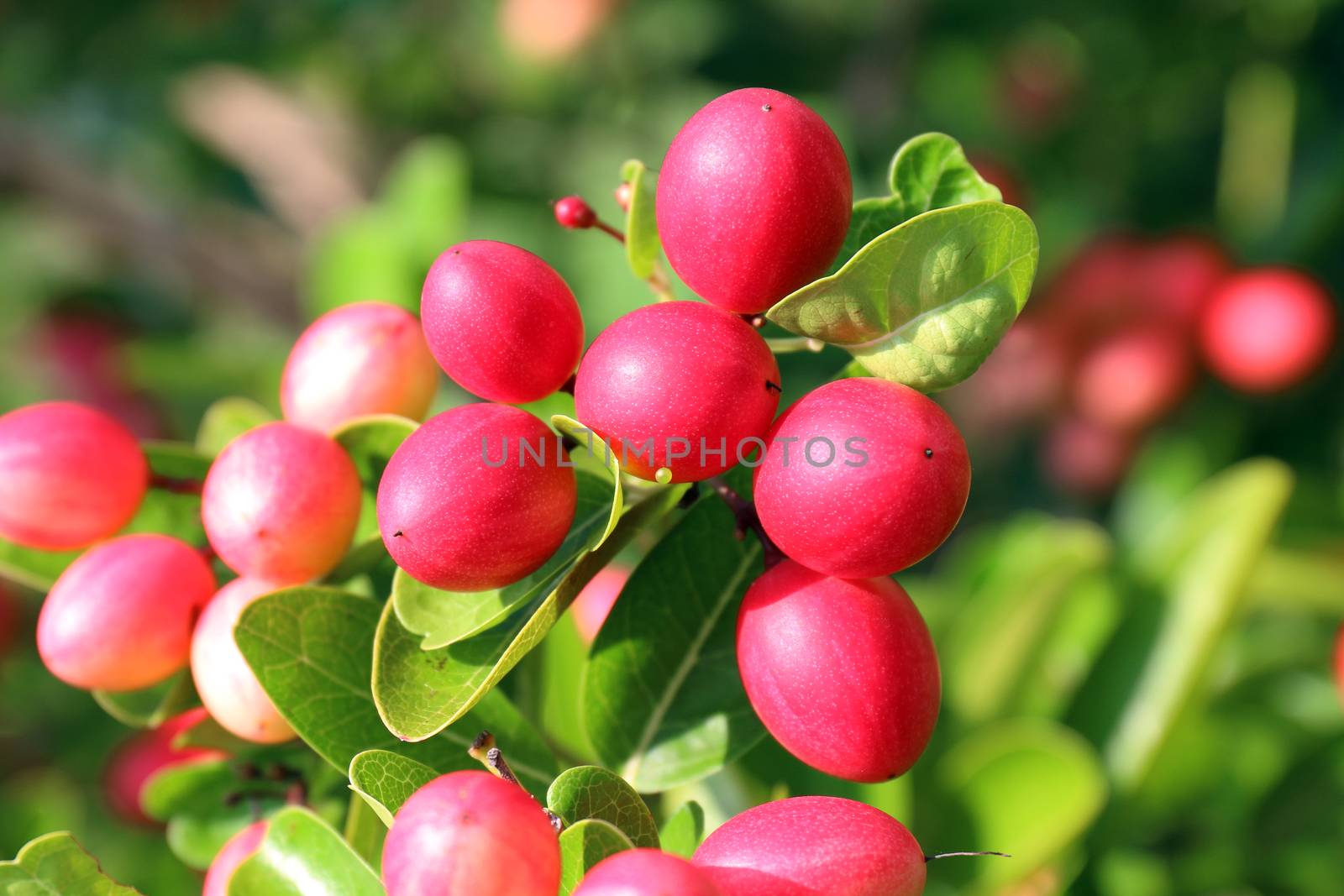 Carissa carandas, Carunda, Karonda seeds ripe pink or red colorful, tropical citrus karanda or koromcha fruit, Karanda(or carunda) fresh karanda(or Carunda) by cgdeaw