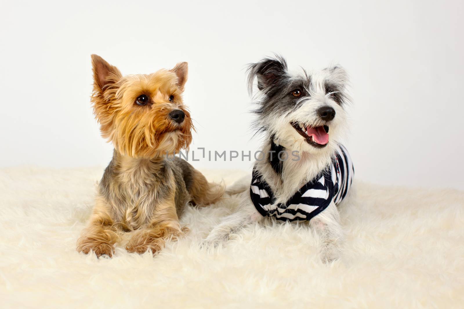 Two dogs sitting on fur