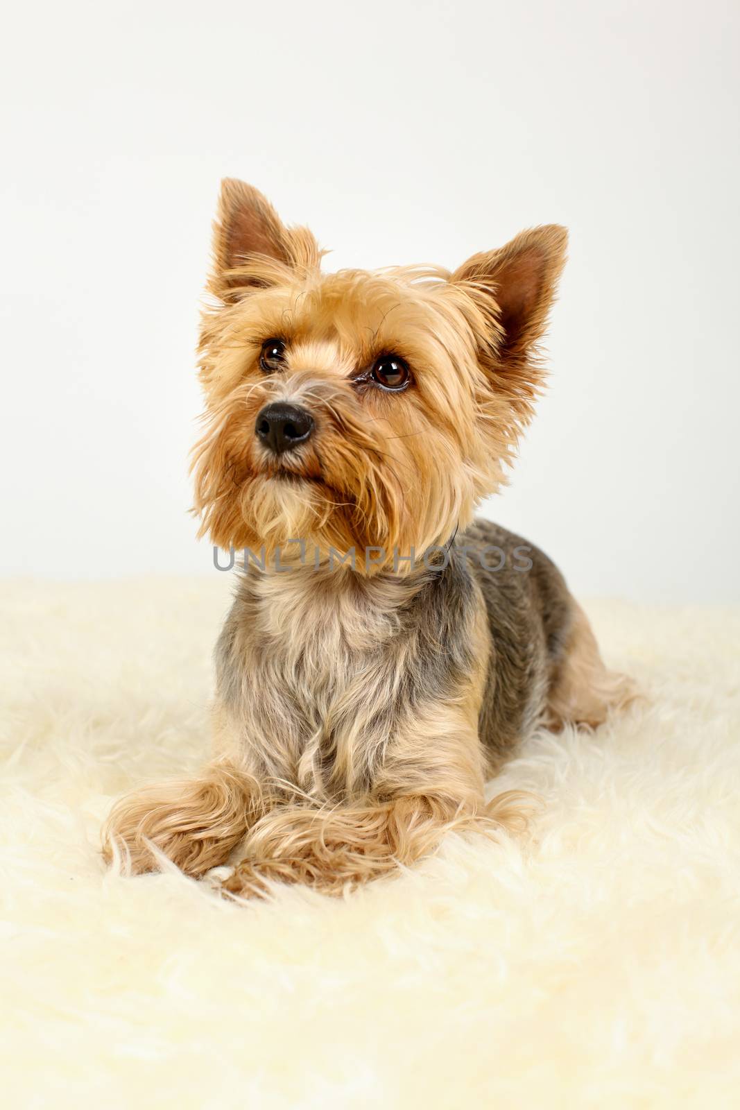 Yorkshire Terrier Dog sitting on fur