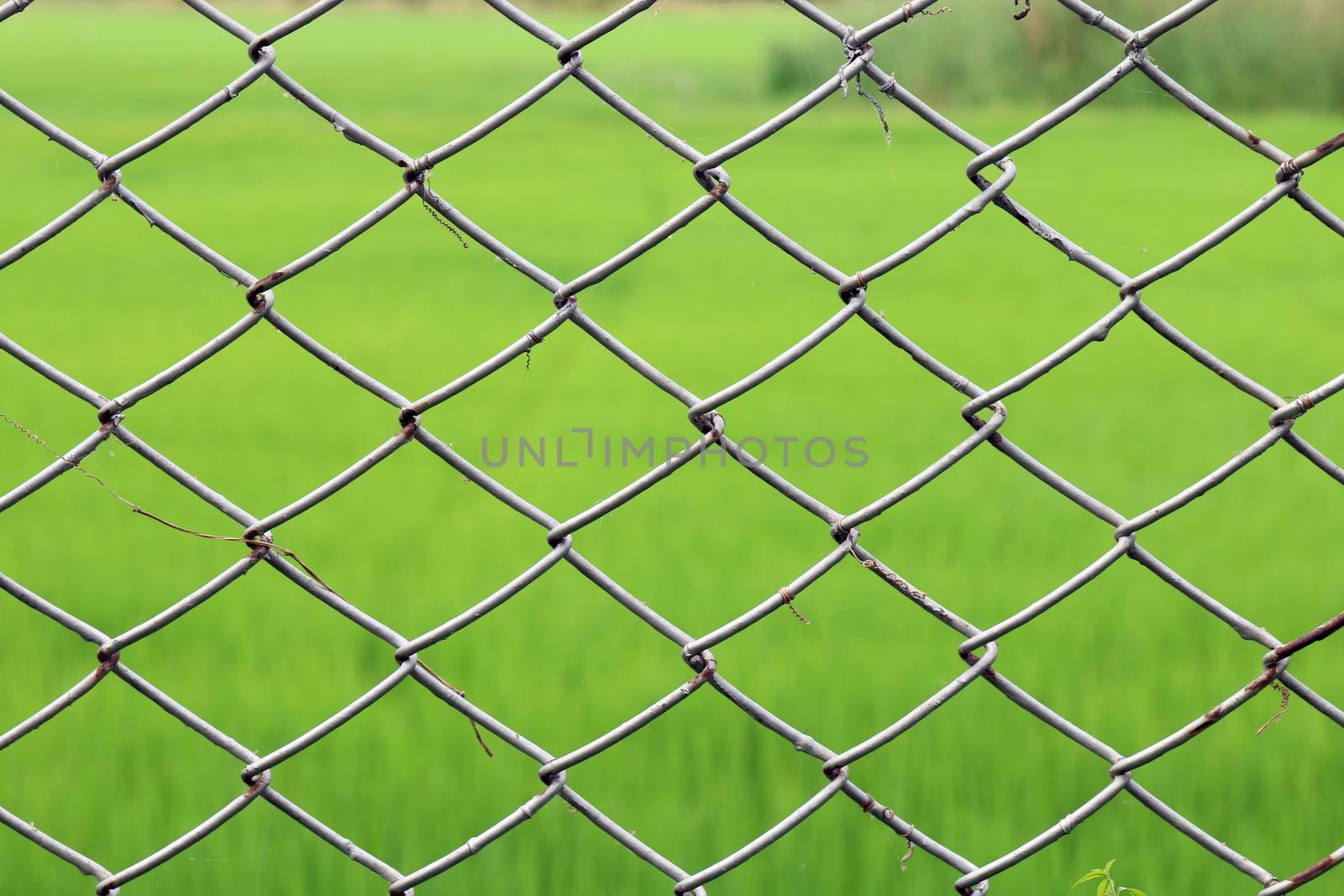 Metal netting, Mesh fence iron Rusty barbed wire detention center security, Chain link fence close up on green nature background, Metal netting for background by cgdeaw