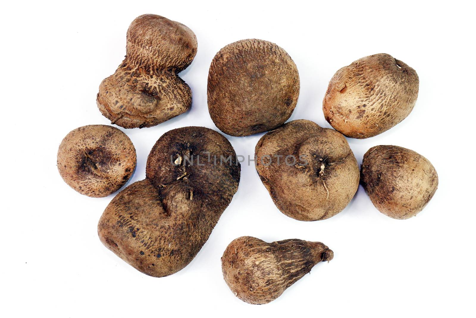 Dioscorea, Mun-Neb (Thai word), Fresh Dioscorea tuck, Dioscorea slats root isolated on white background, Rubeola fotografie