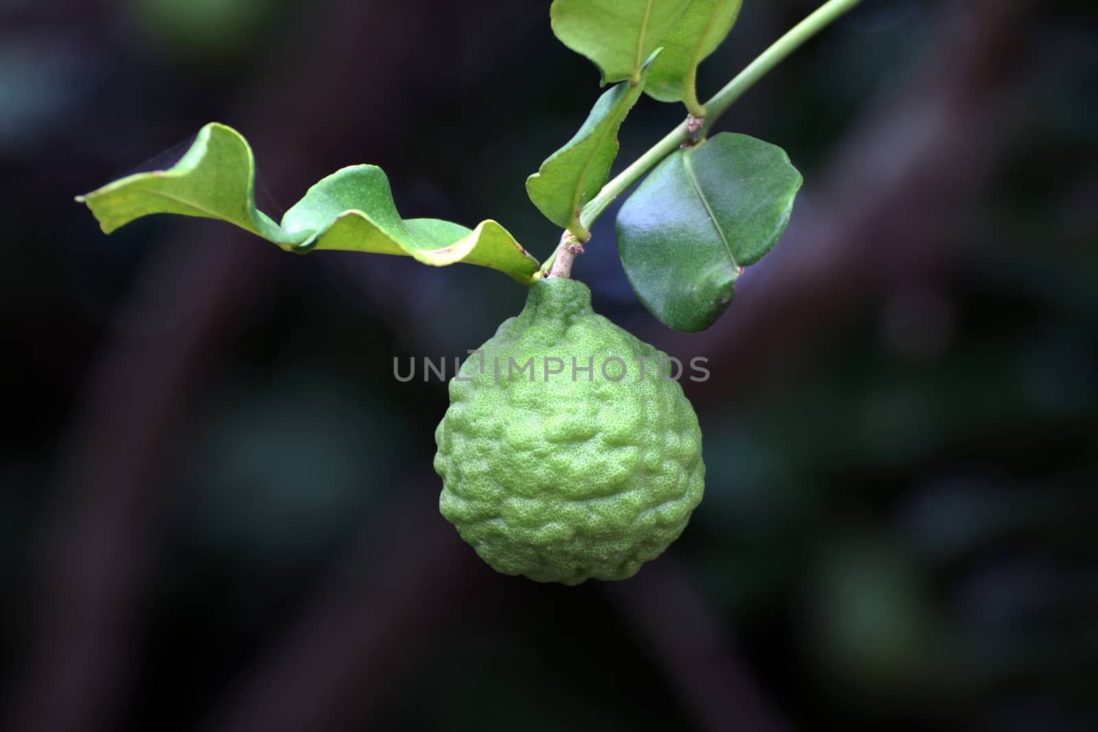 Bergamot on tree farm closeup, kaffir Lime Leaf garden by cgdeaw