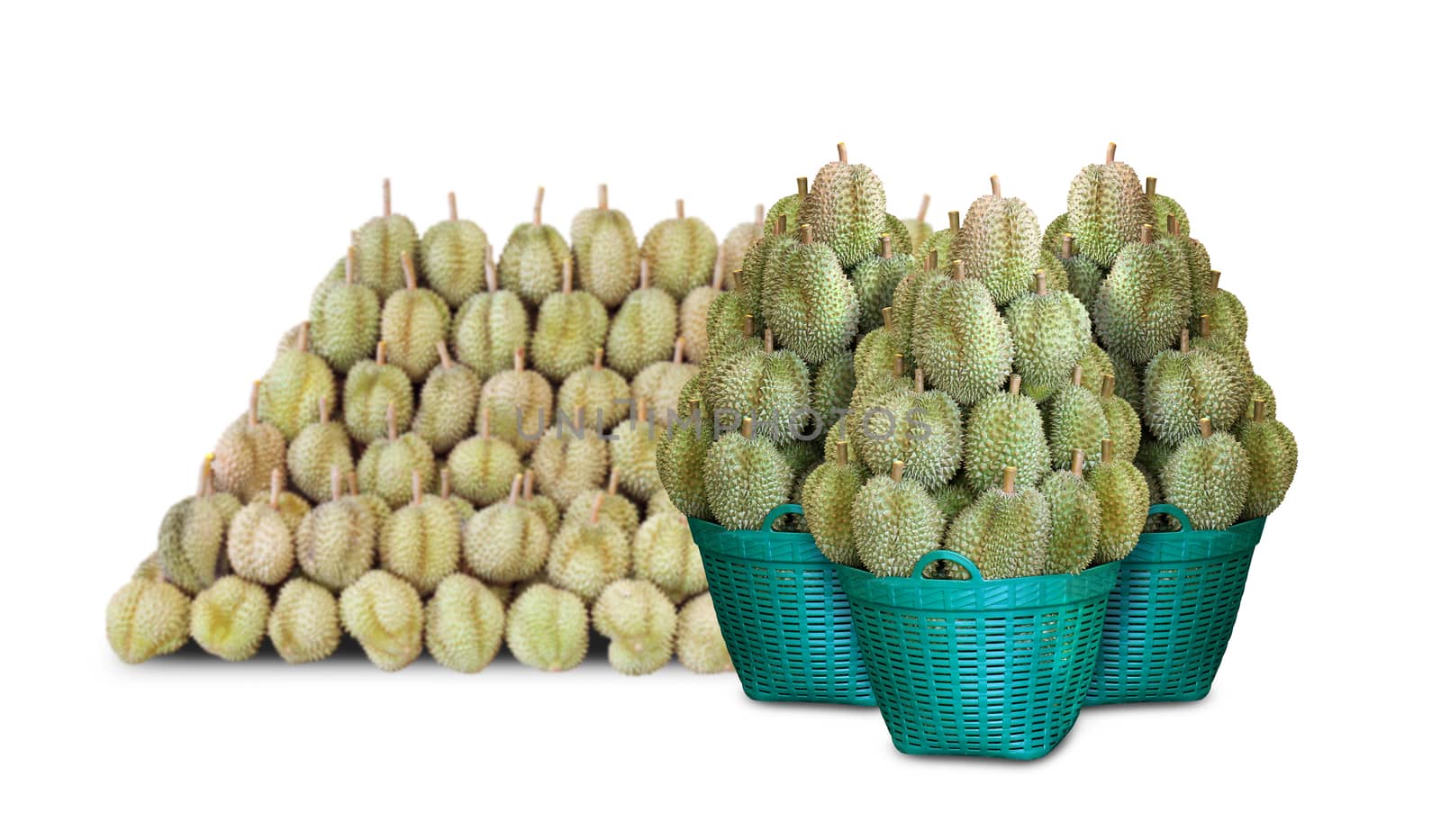 Pile of Durian, Durian fruit in a green basket for sale, Durian is king of fruits southeast Thailand, Durian many on white background
