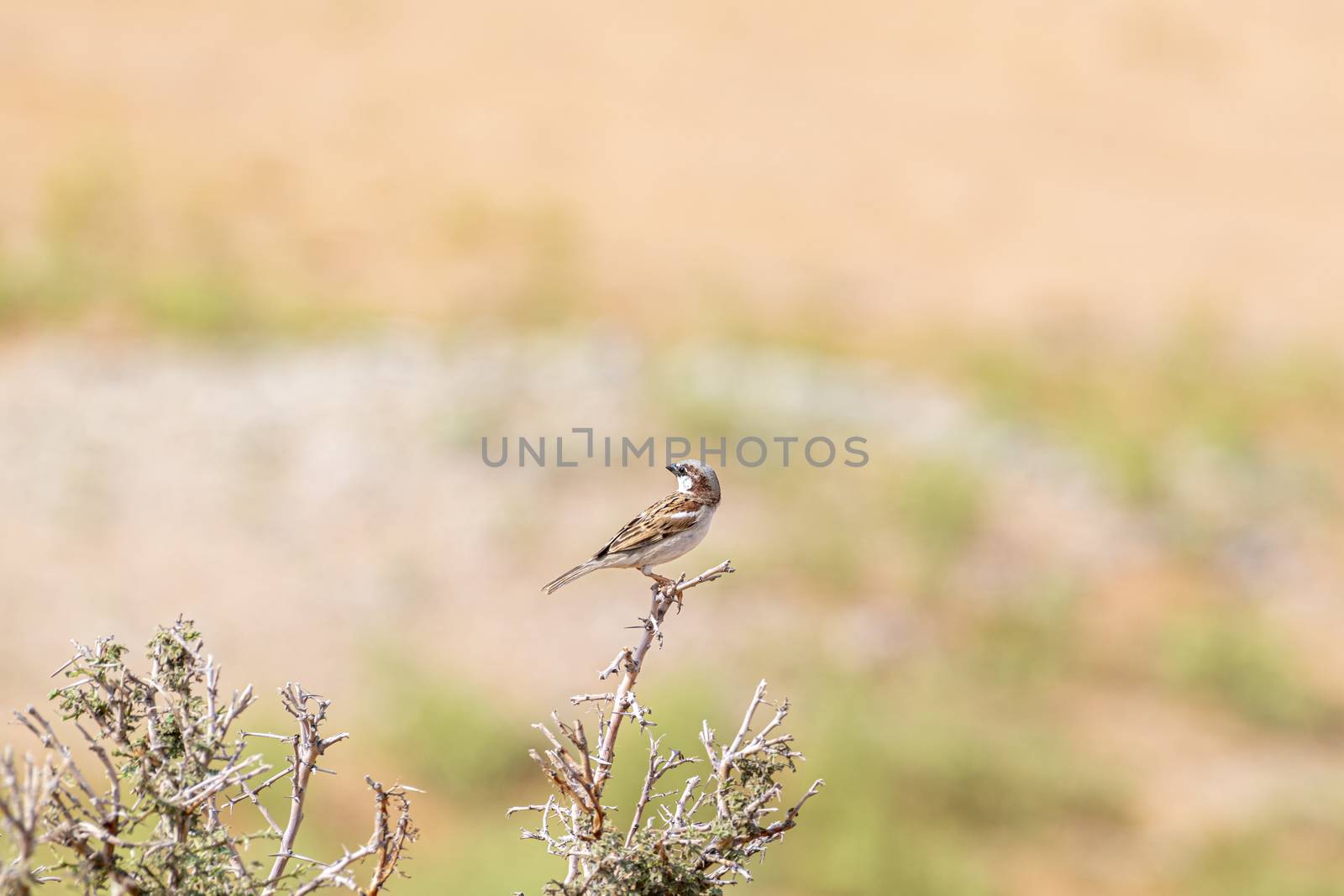 Bird near Al Faya Mountain, Sharjah, UAE by GABIS