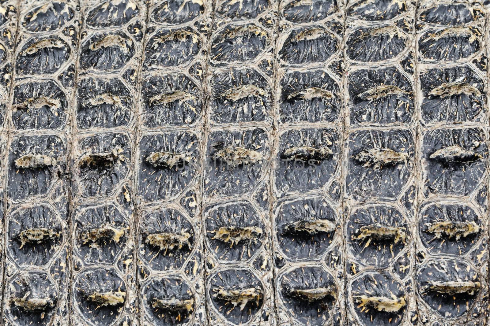 Texture background of Crocodile alligator skin. Closeup of real living alligator showing spikes in skin.