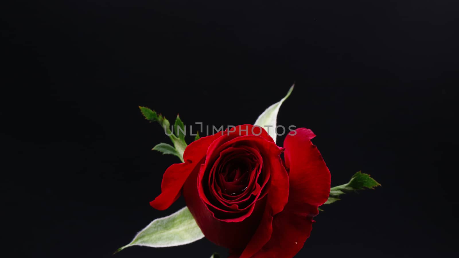 Pretty Dark red rose on black background by everythingpossible