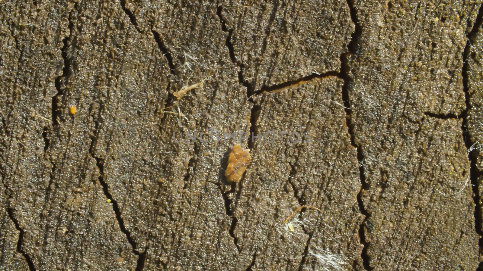 Close up view of old cracked wood cut. Macro shooting, camera slowly moving along the wood. Abstract textured background