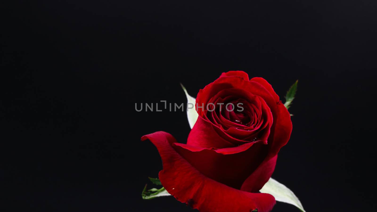 Pretty Dark red rose on black background