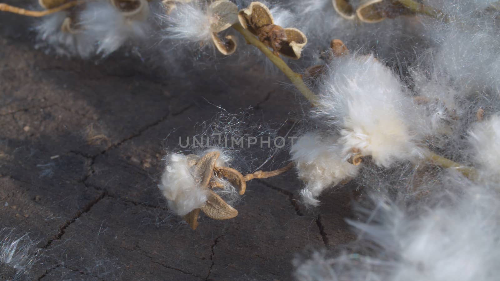 Close up poplar branch covered with bundles of fluff on the wooden board. Macro shooting.
