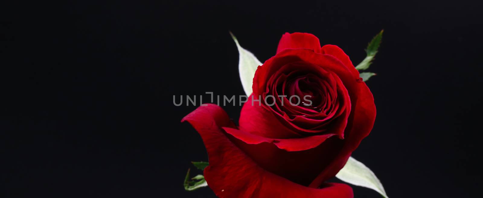 Pretty Dark red rose on black background by everythingpossible