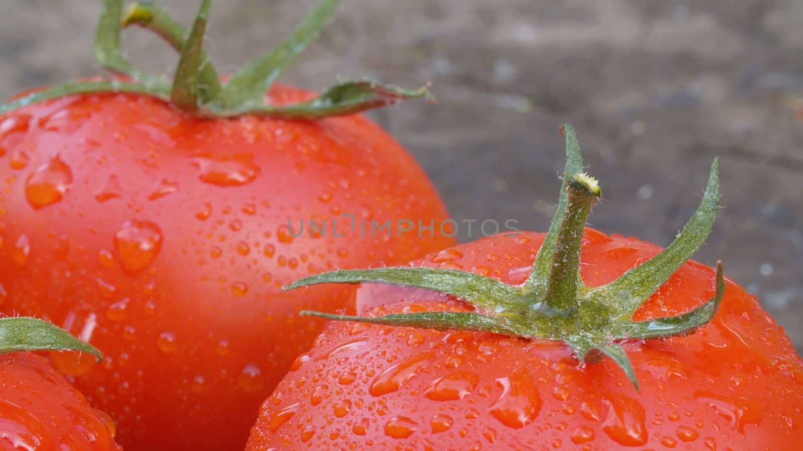 Close up ripe tomatoes in drops of water on the old wooden board. Macro shooting