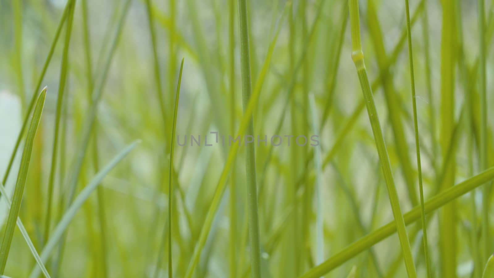 Grass in summer on the meadow by Alize