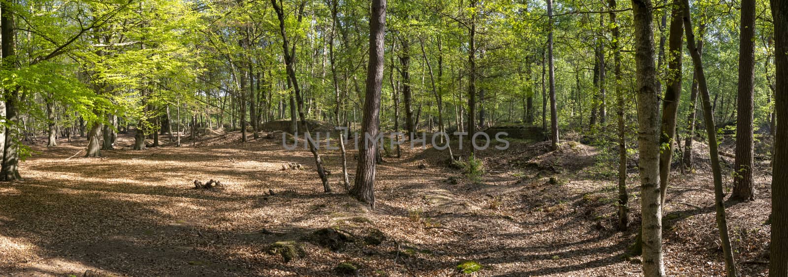 Panorama picture of Mastenbos in Kapellen, with German bunkers from WW1 by kb79