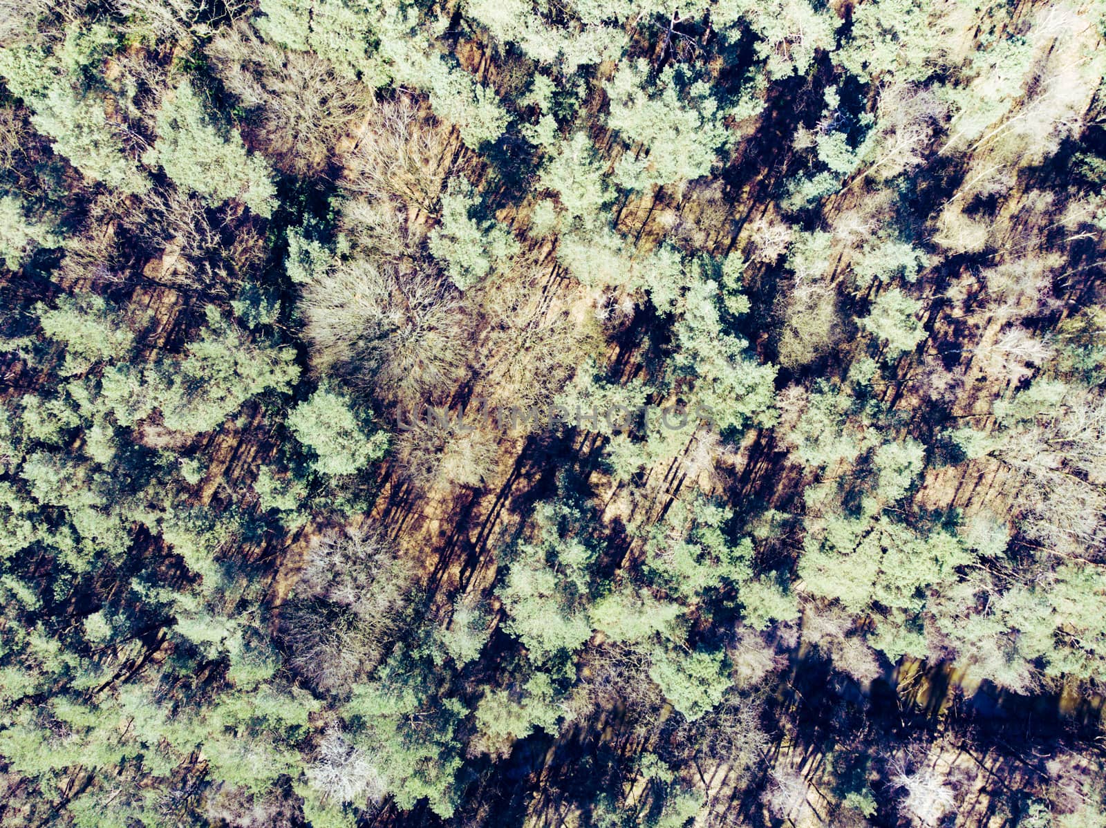 High angle and drone point, shot straight down, of view of a forest primarily with pine trees during spring. Green and brown colors. Creative edit, clear and sharp.
