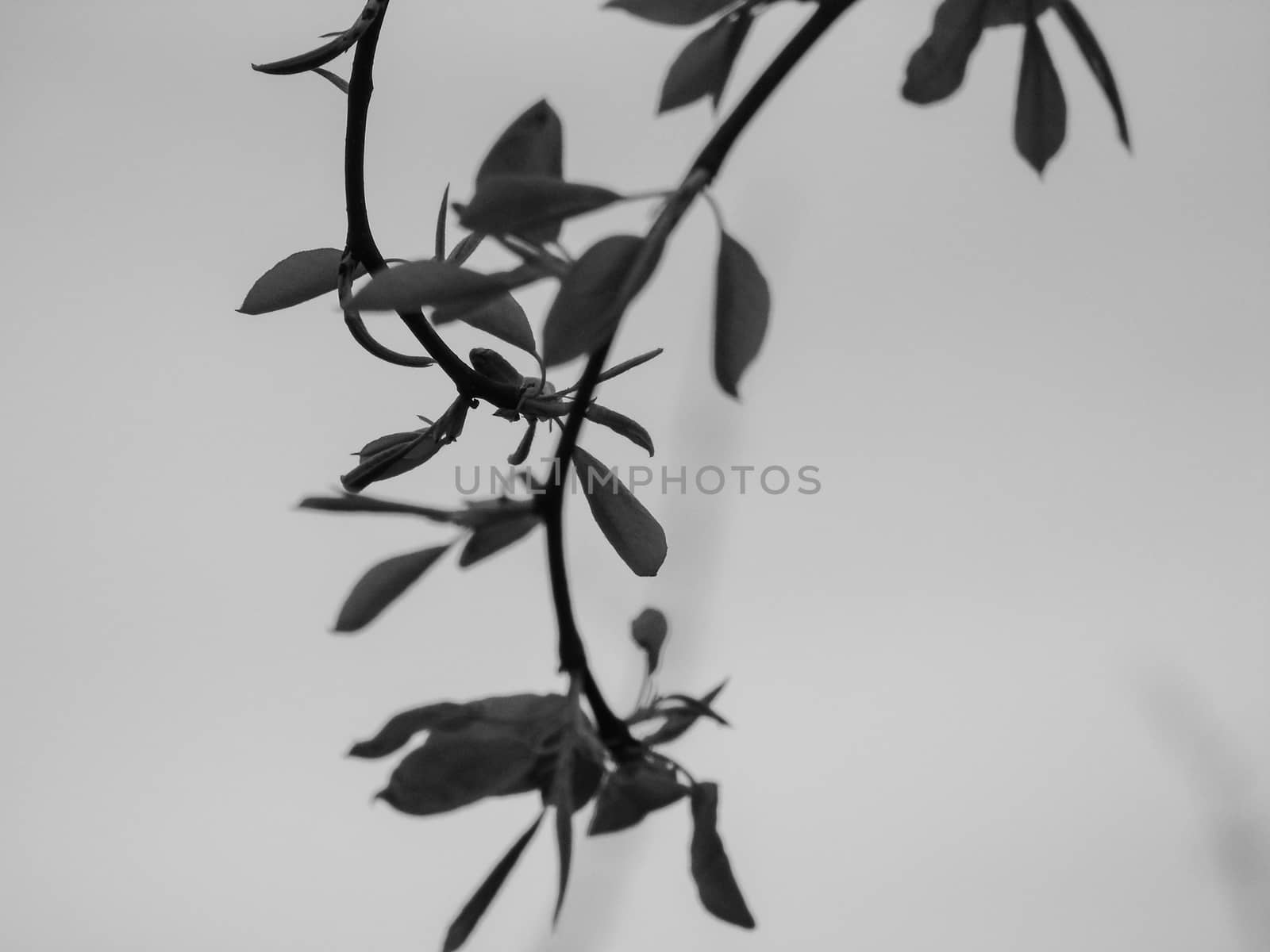Genova, Italy - 06/29/2020: Beautiful floral spring abstract background of nature. Branches of blossoming apricot macro with soft focus on gentle light blue sky background.