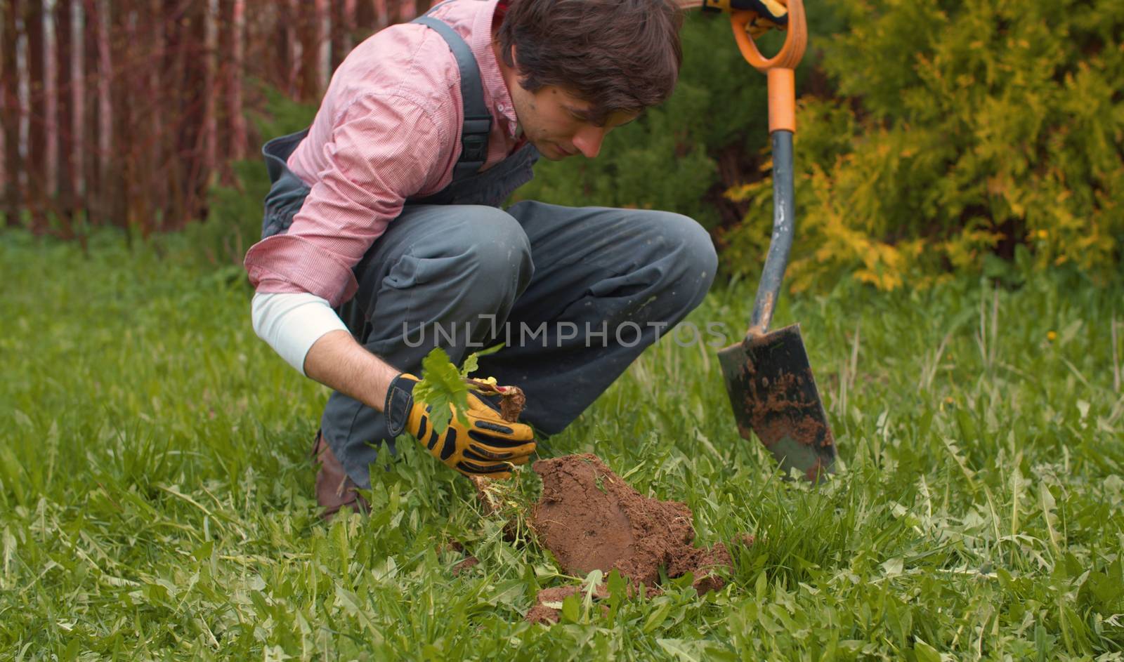 Gardener digging ground on a lawn in the yard by Alize
