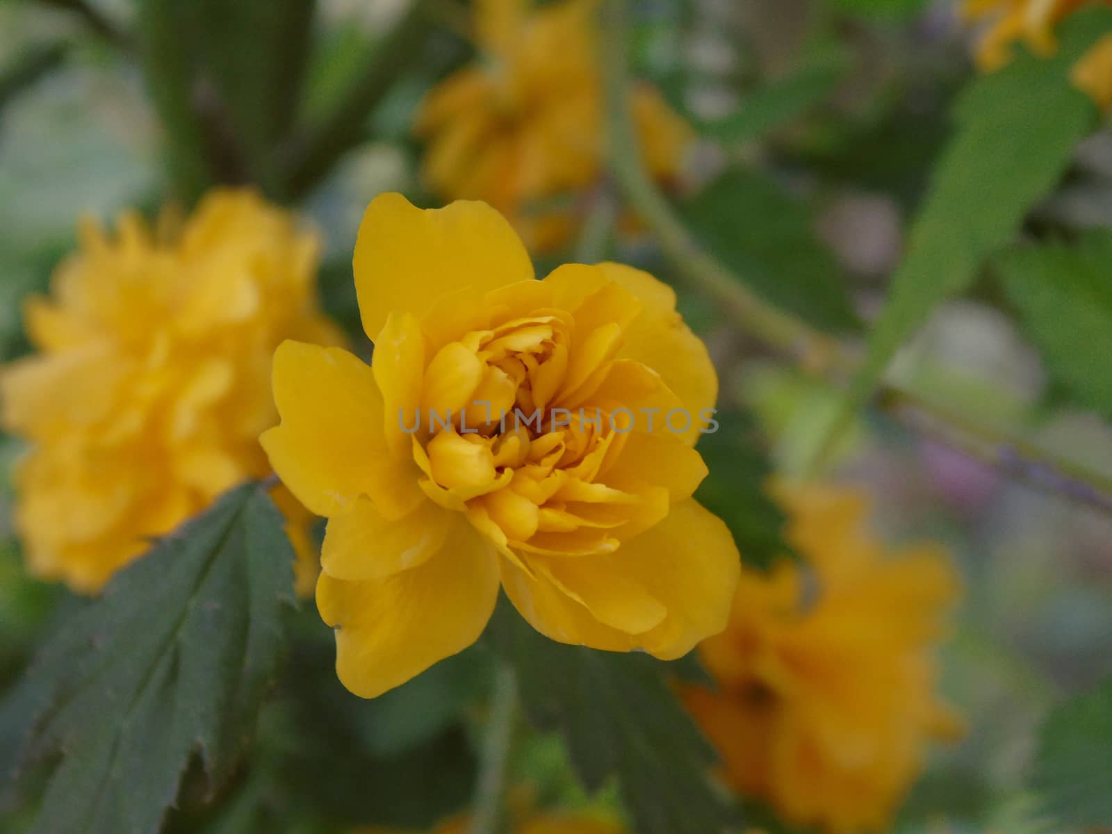 Genova, Italy - 06/29/2020: Beautiful floral spring abstract background of nature. Branches of blossoming apricot macro with soft focus on gentle light blue sky background.