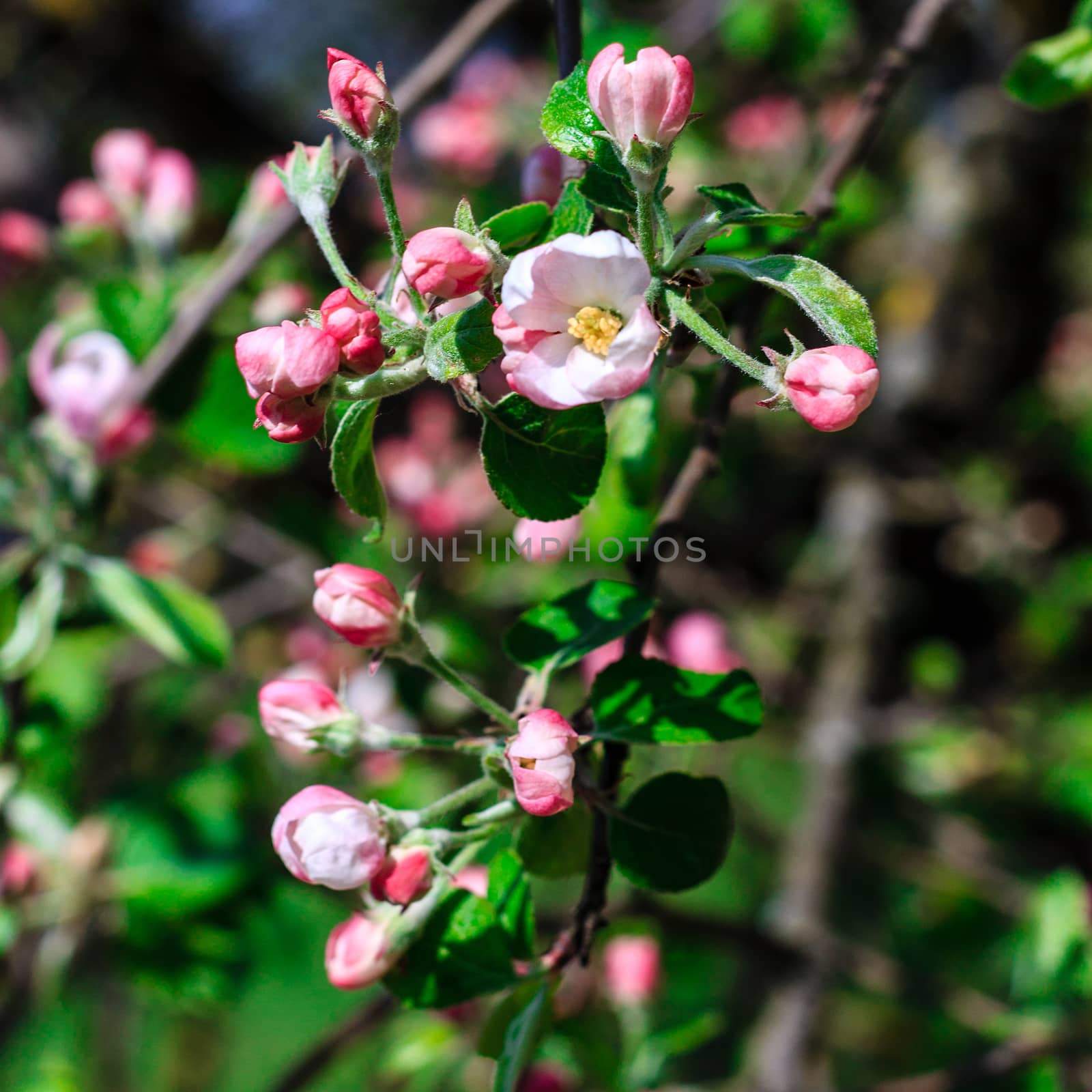 Flowers of the apple blossoms at spring season, May