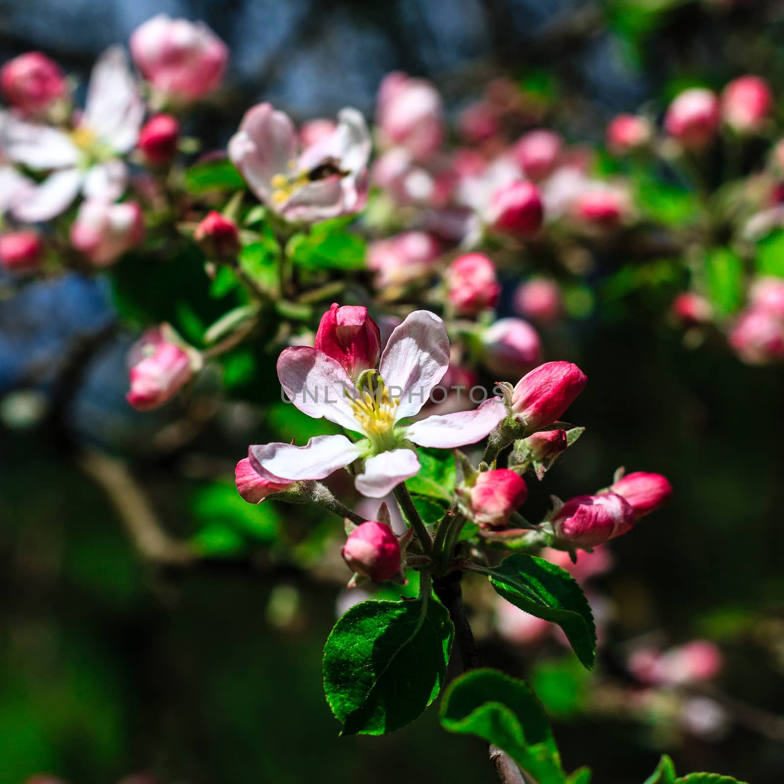 Flowers of the apple blossoms at spring season, May
